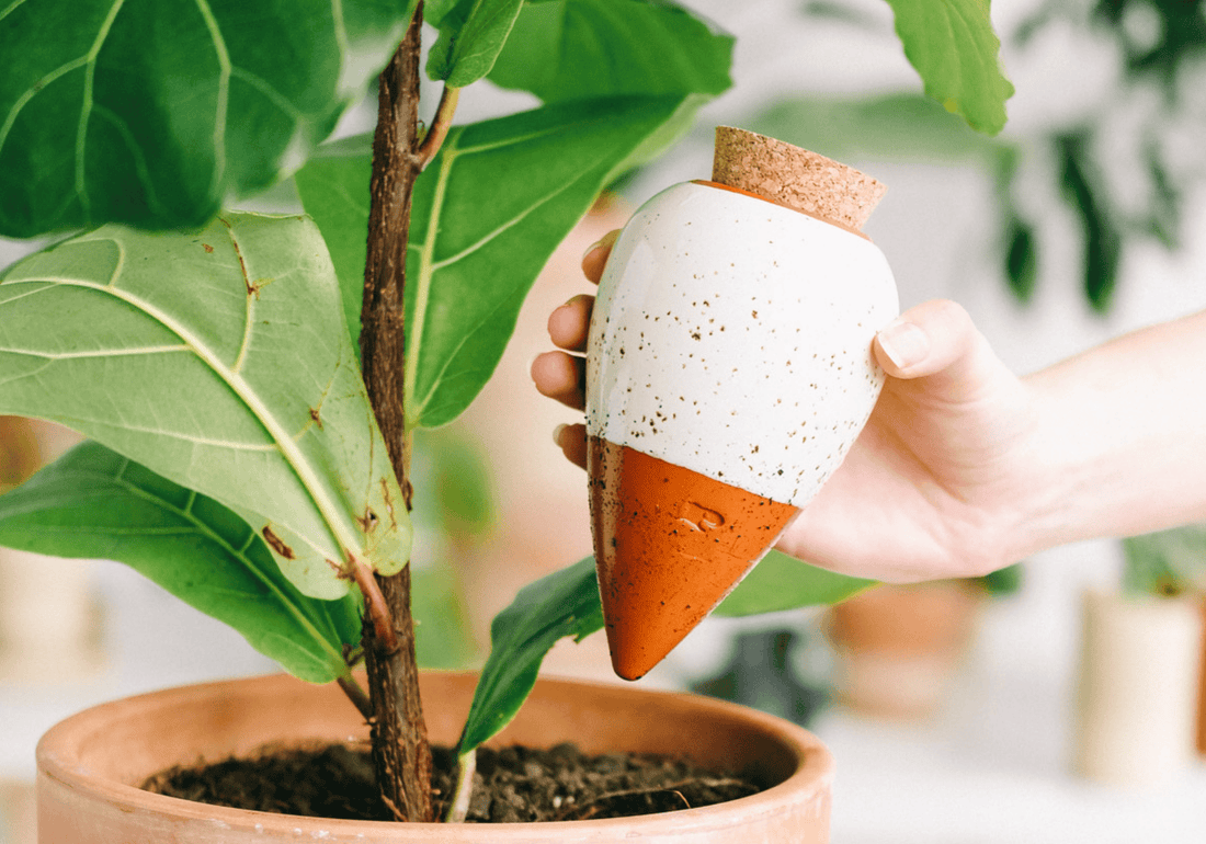 Comment utiliser une oya en terre cuite  pour vos plantes d'intérieur ? - Lili Margaret