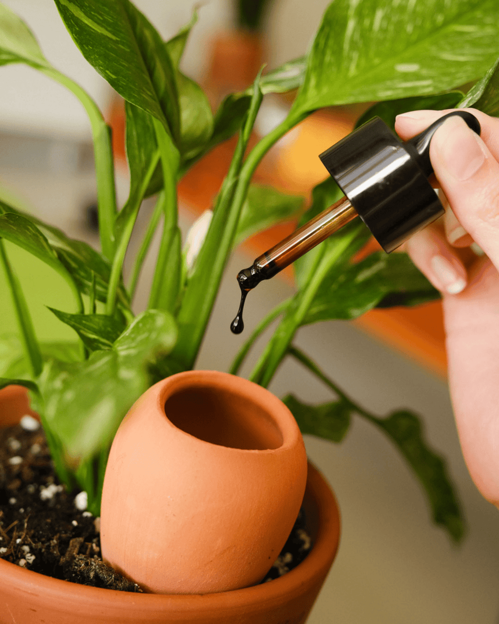 Routine plantcare – soin complet pour plantes - pepin
